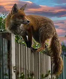 An European red fox climbing on top of a fence in London.