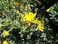 French broom (Genista monspessulana) in flower.