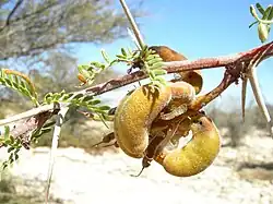 Fruits