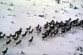 A proghorn herd