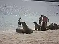Tourists with sea lions at the beach at San Cristóbal Island