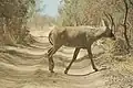 Gazelle