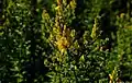 Dyer's broom (Genista tinctoria).