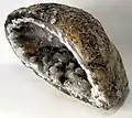 Half of a sliced geode nodule showing the hollow center lined with white and grayish druzy crystals.