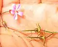 Geranium robertianum (herb robert)