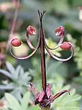 Geranium sanguineum