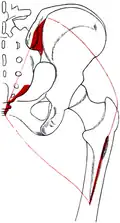 In this photo, the gluteus maximus is outlined and is aligned with the pelvis.