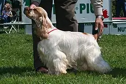 Orange and white English Cocker Spaniel