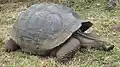 Gigantic galapagos turtle, Chelonoidis nigra on the island of Santa Cruz