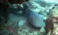 Nurse shark near Manzanillo, Costa Rica – 2011