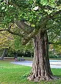 Closeup of a ginkgo trunk