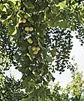 Ginkgo seeds