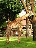 Giraffe at Moscow Zoo