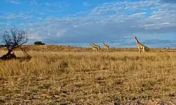 Kgalagadi Transfrontier Park
