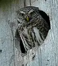 A birdbox made for owls.