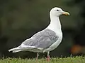 Gaucous Gull showing glaucous wing color