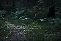 Fireflies in a wood near Nürnberg, Germany