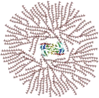 Schematic 2-D cross-sectional view of glycogen. A core protein of glycogenin is surrounded by branches of glucose units. The entire globular granule may contain approximately 30,000 glucose units.
