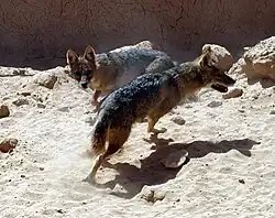 Jackals