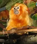 Golden Lion Tamarin at the zoo