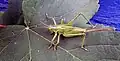 A young female of great green bush-cricket, the ovipositor is clearly visible.