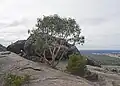 In Grampians National Park, Victoria.