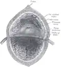 The inside of the bladder