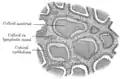Section of thyroid gland of sheep. X 160.