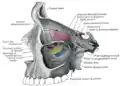 Medial wall of left orbit.