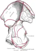 Right hip bone. Seen from inside.
