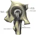 Left hip-joint, opened by removing the floor of the acetabulum from within the pelvis.