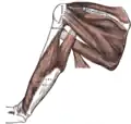 Muscles on the back of the shoulderblade, and the triceps brachii.