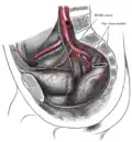 The arteries of the male pelvis.