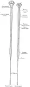 Diagrams of the spinal cord.