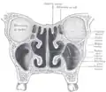 Coronal section of nasal cavities.