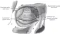 The tarsi and their ligaments. Right eye; front view