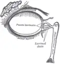 The lacrimal apparatus. Right side