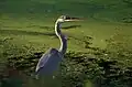 Great Blue Heron on the Loxahatchee