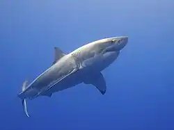 White shark