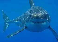 Grey reef shark