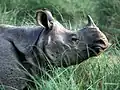 Indian rhinoceros (Indian subcontinent)