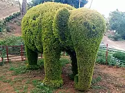 Green Elephant