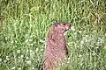 A groundhog standing