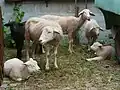 Merino sheep
