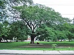 Guanacaste tree in Liberia, Costa Rica