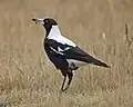 White Backed Magpie