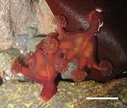 Haliclystus antarcticus