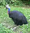 Cassowary