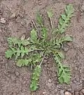 Incised leaves of Capsella bursa-pastoris