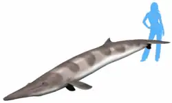 Herpetocetus bramblei